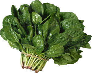 Salad PNG image-2806